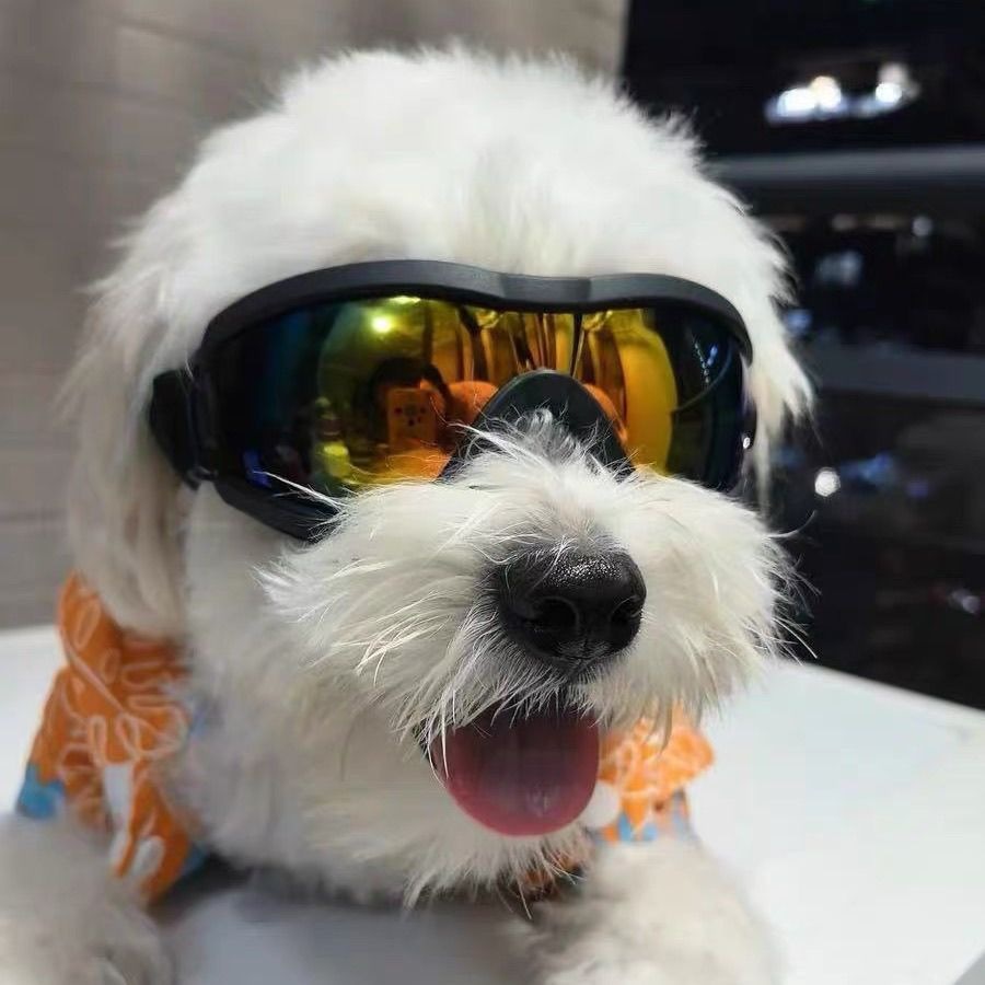 แว่นกันแดด TPU สำหรับสุนัข ปรั - Snow Goggle Uv บทวิจารณ์และราคา